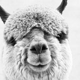 Baby Animal Alpaca Wall Art Canvas Print , Farm Animals Llama Art Canvas Painting Poster For Kids Room Nursery Wall Art Decor