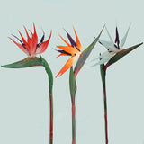 3pcs Artificial Bird Of Paradise Flowers Rubber Strelitzia 24.5'' Long Stem Flower Suitable For DIY Home Party Theme Decor