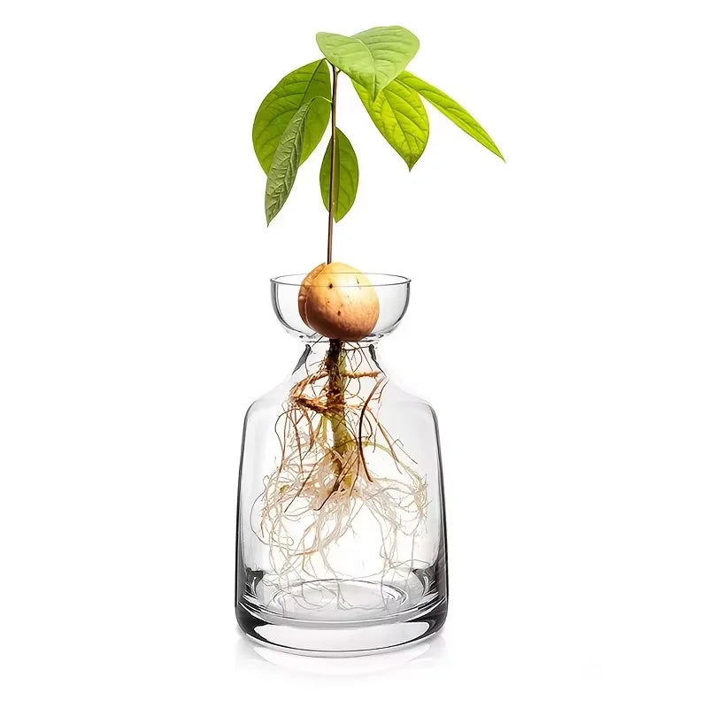 Two-piece Avocado Seed Starter Vase - Grow Your Own Avocado Tree Unique Glass Planting Pot for Gardening Lovers Start Your Green