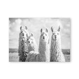 Baby Animal Alpaca Wall Art Canvas Print , Farm Animals Llama Art Canvas Painting Poster For Kids Room Nursery Wall Art Decor