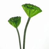 1PC DIY Decoration Artificial Flower New Landscape Long Stem PU Green Plant Artificial Flower Pole Lotus Pod Artificial Lotus