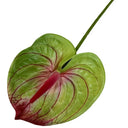 1PC DIY Decoration Artificial Flower New Landscape Long Stem PU Green Plant Artificial Flower Pole Lotus Pod Artificial Lotus