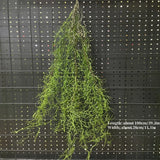 1PC Artificial Hanging Green Plants Fake Rattan Wall Hanging Plastic Vine for Home Garden Restaurant Decoration Soft Landscaping