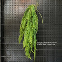 1PC Artificial Hanging Green Plants Fake Rattan Wall Hanging Plastic Vine for Home Garden Restaurant Decoration Soft Landscaping