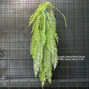 1PC Artificial Hanging Green Plants Fake Rattan Wall Hanging Plastic Vine for Home Garden Restaurant Decoration Soft Landscaping