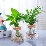 Nordic Glass Hydroponic Vase with Tray - Mini Self-Watering Planter for Tabletop Plants, Simple Home Decor & Gift Idea