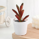 Artificial Succulent Bonsai Plants Simulation Succulents Mini Evergreen Bonsai Cactus Succulent Plastic Fake Plants Decor