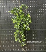 1PC Artificial Hanging Green Plants Fake Rattan Wall Hanging Plastic Vine for Home Garden Restaurant Decoration Soft Landscaping