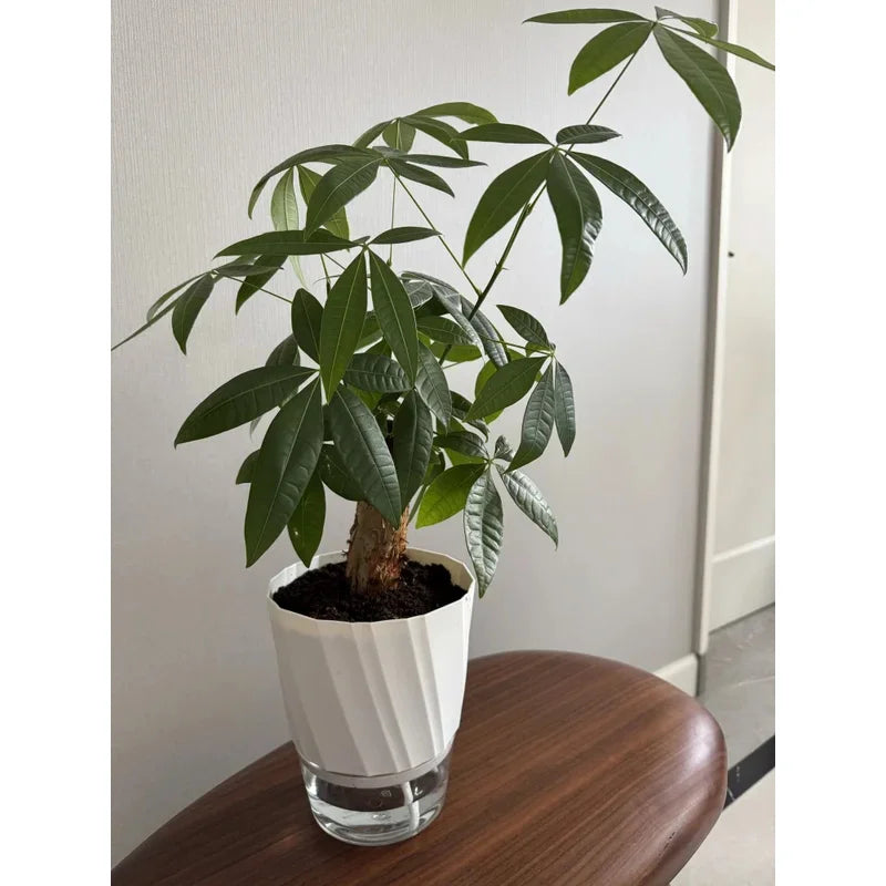 Transparent Double Layer Self Watering Planter, Automatic Water Absorbing Hydroponic Flower Pot for Office Decor
