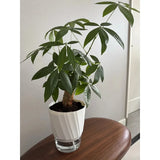 Transparent Double Layer Self Watering Planter, Automatic Water Absorbing Hydroponic Flower Pot for Office Decor