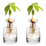 Two-piece Avocado Seed Starter Vase - Grow Your Own Avocado Tree Unique Glass Planting Pot for Gardening Lovers Start Your Green