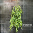 1PC Artificial Hanging Green Plants Fake Rattan Wall Hanging Plastic Vine for Home Garden Restaurant Decoration Soft Landscaping
