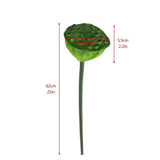 1PC DIY Decoration Artificial Flower New Landscape Long Stem PU Green Plant Artificial Flower Pole Lotus Pod Artificial Lotus