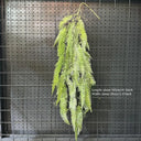 1PC Artificial Hanging Green Plants Fake Rattan Wall Hanging Plastic Vine for Home Garden Restaurant Decoration Soft Landscaping