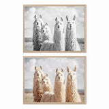 Baby Animal Alpaca Wall Art Canvas Print , Farm Animals Llama Art Canvas Painting Poster For Kids Room Nursery Wall Art Decor