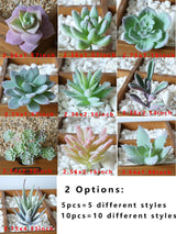 2/5/10pcs Artificial Succulent Plants Double Flocked Succulents Realistic Textured Cactus Mini Faux Succulents Fake Plant Decor