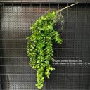 1PC Artificial Hanging Green Plants Fake Rattan Wall Hanging Plastic Vine for Home Garden Restaurant Decoration Soft Landscaping