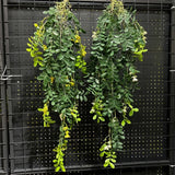 1PC Artificial Hanging Green Plants Fake Rattan Wall Hanging Plastic Vine for Home Garden Restaurant Decoration Soft Landscaping