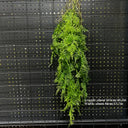 1PC Artificial Hanging Green Plants Fake Rattan Wall Hanging Plastic Vine for Home Garden Restaurant Decoration Soft Landscaping